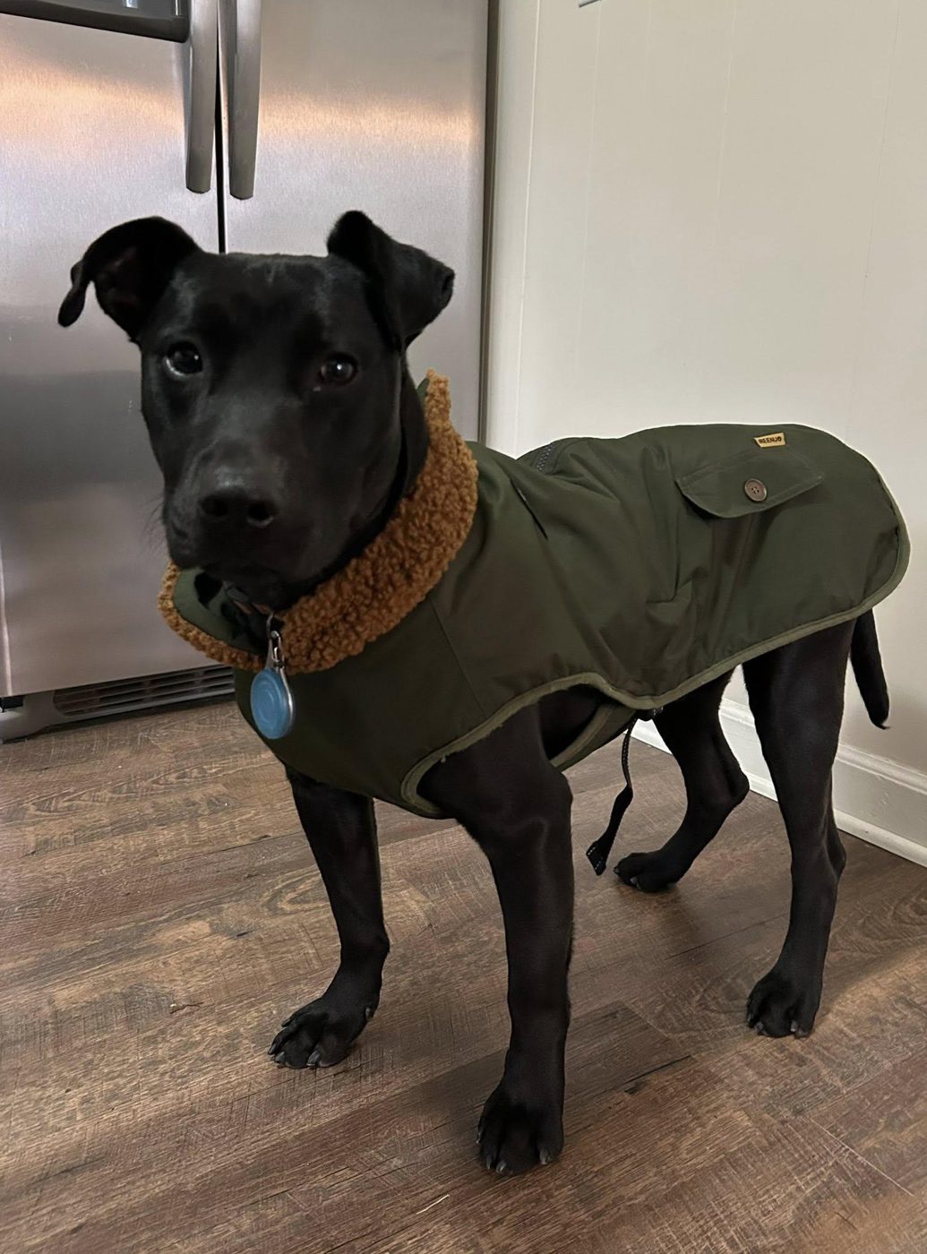 A rescued black Lab mix in a warm coat, safe indoors