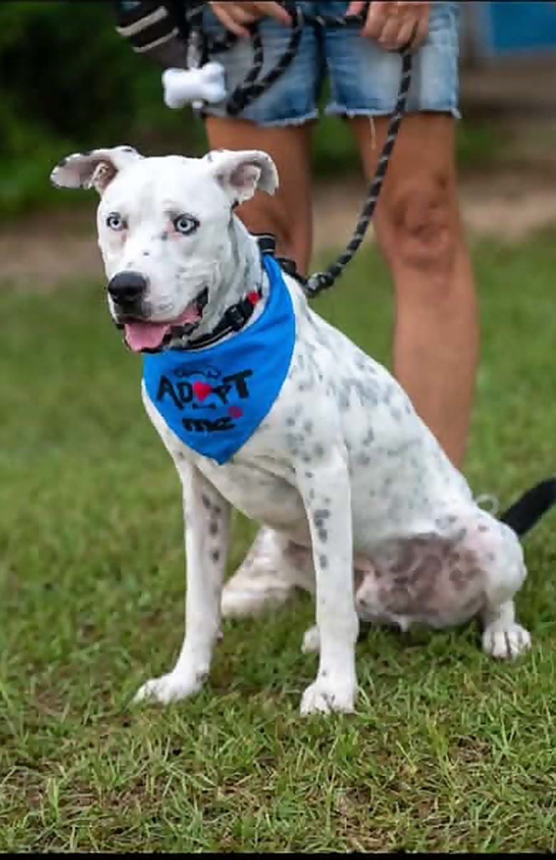Blue, a blue-eyed Catahoula mix available for adoption