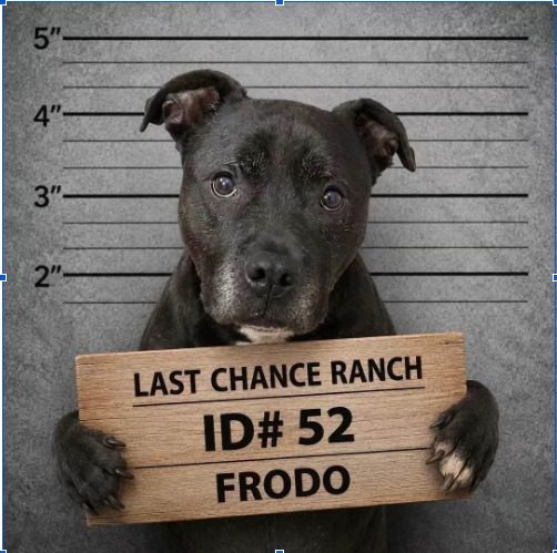 Frodo