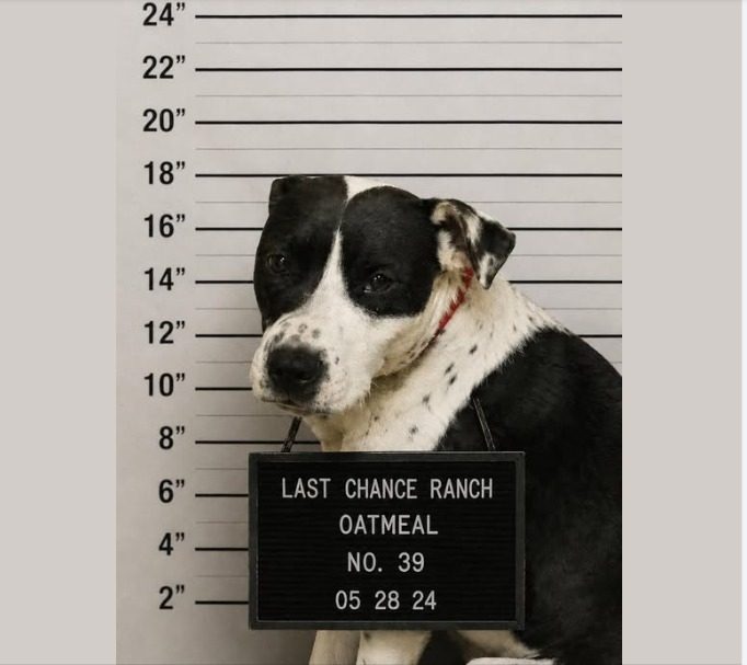 Oatmeal