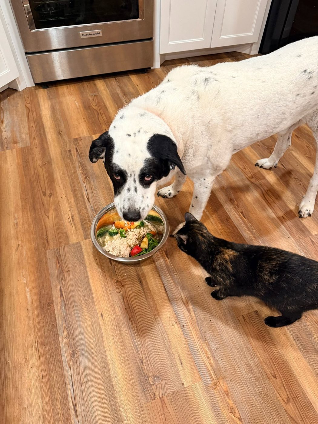 Oatmeal, a rescued Lab mix, at home in his foster kitchen